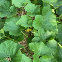 Fushun Ribbed Ugly Pumpkin, 10 Seeds