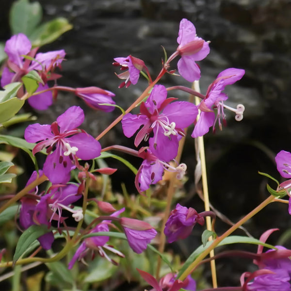 fireweed Seeds, 50 Seeds