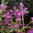 fireweed Seeds, 50 Seeds