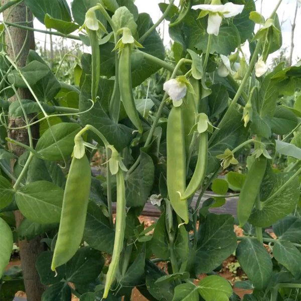 Sweet & Crispy Snow Pea Seeds, 10g Per Bag