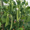 Sweet & Crispy Snow Pea Seeds, 10g Per Bag