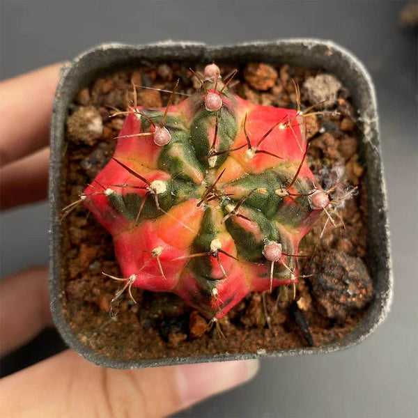 Gymnocalycium mihanovichii Variegata 'Glowing Peony', 3-4cm