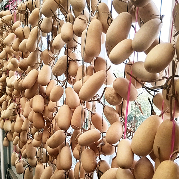 'Little Winter Melon' Gourd, 10 Seeds