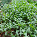 Small-Leaf Crown Daisy, 1000 Seeds