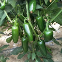 Jintai Hongjiao Chili Seeds, 1g