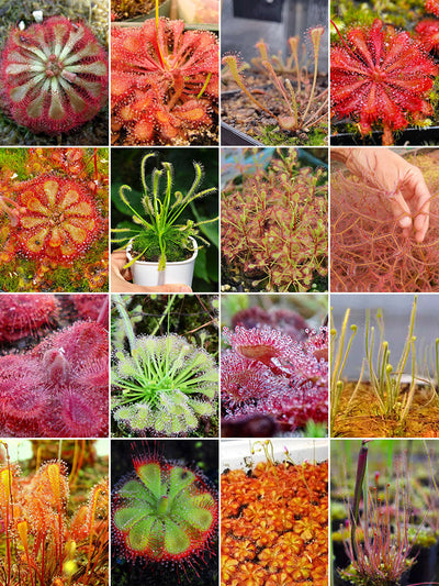 Carnivorous Plant Seeds