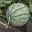 Rock Sugar Kirin No.3 Watermelon Seeds, pack of 50
