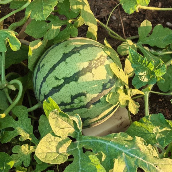 Rainbow No.1 Watermelon, 20 Seeds