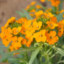 Orange Wallflower, 500 Seeds
