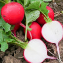 Cherry Radish Seeds, 10g