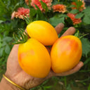 906 Starlight Tomato, 5 Seeds