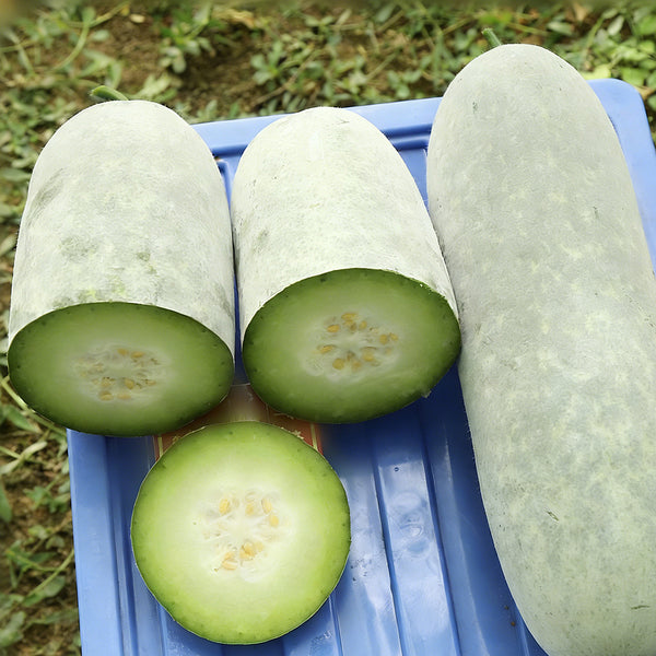 Baocui F1 Hybrid Hairy Gourd, 50 Seeds