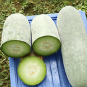 Baocui F1 Hybrid Hairy Gourd, 50 Seeds
