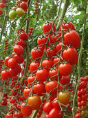 ‘Millennium’ Cherry Tomato Seeds, 200 Seeds