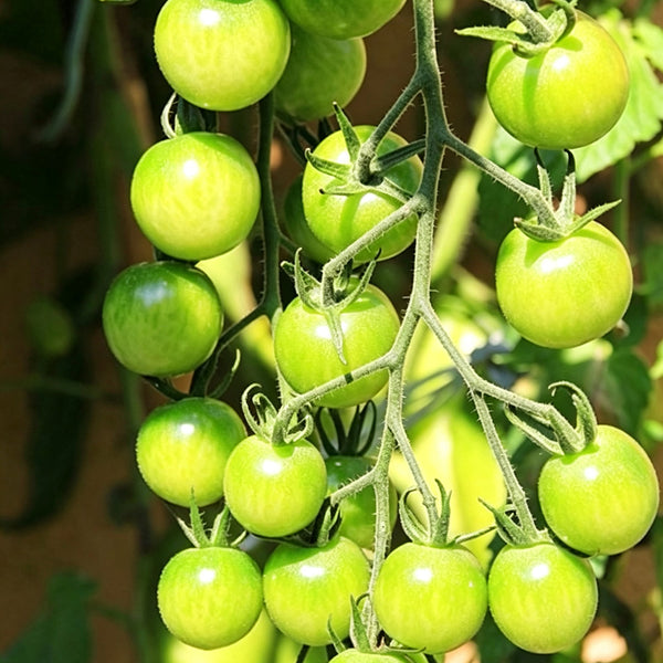 622 JingDan LvBaoShi F1 Tomato, 5 Seeds