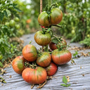 134 Blackberry Heirloom Tomato, 5 Seeds
