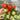 Accordion Cherry Tomato, 5 Seeds