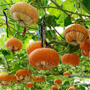 Censer Squash Seeds, 5g