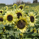 'Green Crown' Ornamental Sunflower Seeds, 1g