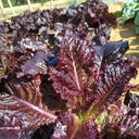Crimson Wrap Lettuce Seeds, 2g