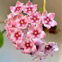 Hoya 'Sweet', 3 Cuttings