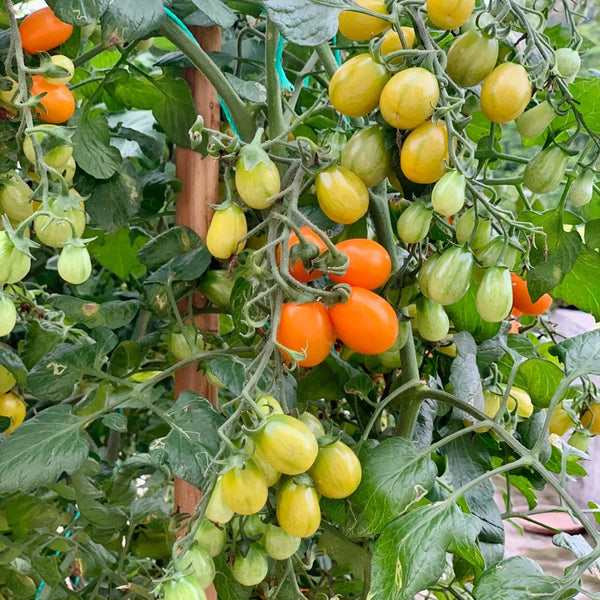 Orange Fountain Tomato Seeds, 5 Seeds