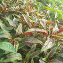 Zixia Red Willow-Leaf Amaranth Seeds, 10g