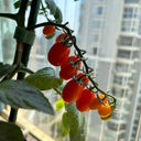 Orange Fountain Tomato Seeds, 5 Seeds