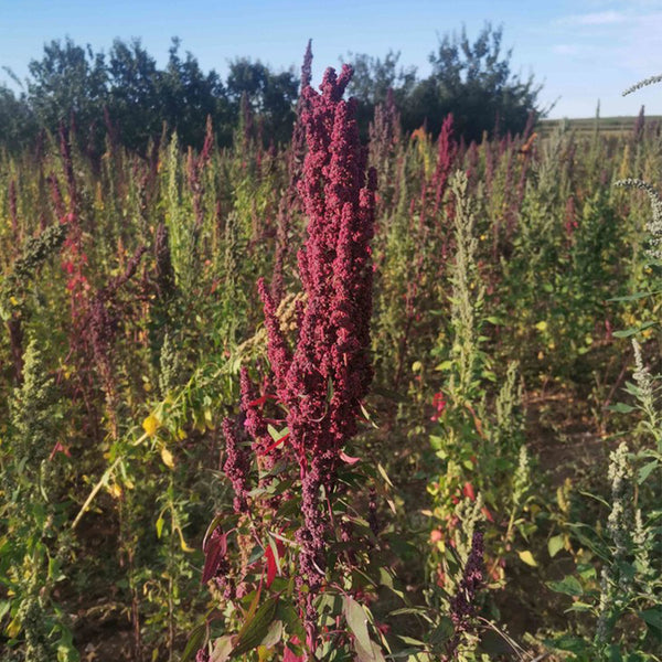 Red Quinoa Planting Seeds, 30 Grams ≈ 11000 Seeds