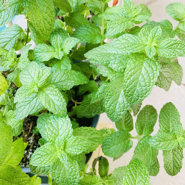 Spearmint Seeds, 300 Seeds