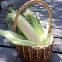 Jingbai Sweet-Waxy 968 Corn Seeds, 200g