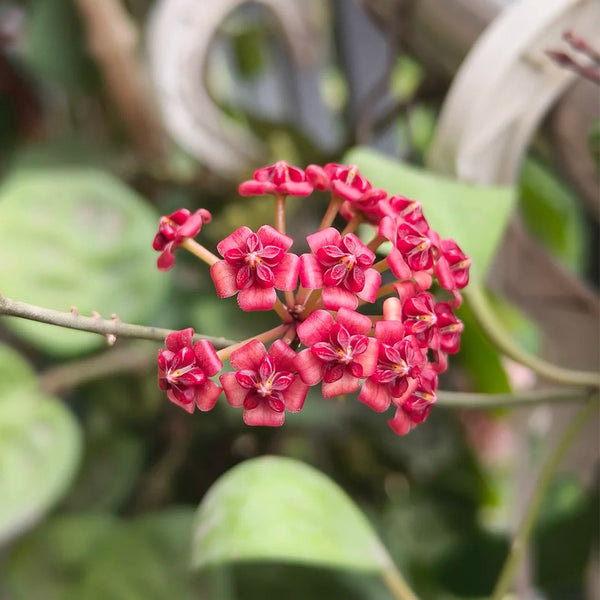 Hoya lukaensis, 5 Cuttings