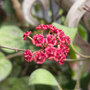 Hoya lukaensis, 5 Cuttings