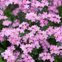 Pink Alpine forget-me-not Seeds, 200 Seeds