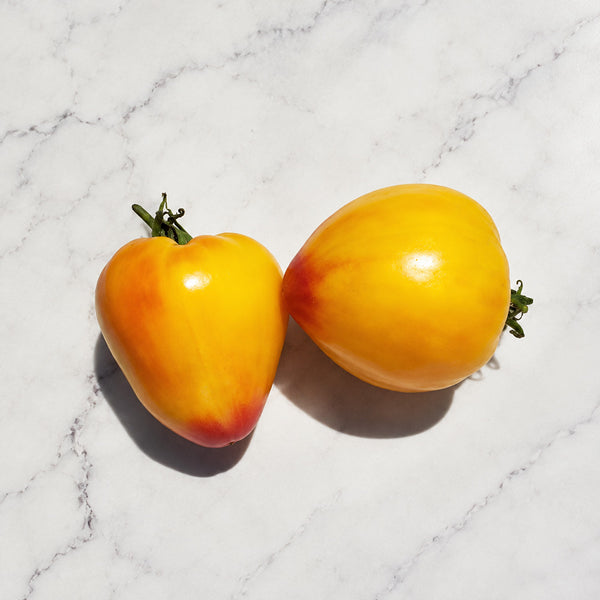 37 Grandmother's Greatness Tomato, 5 Seeds