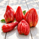 794 Pink Tulip Tomato, 3 Seeds