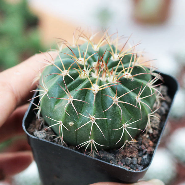 Melocactus amoenus, 3-4cm