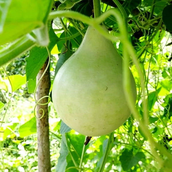 Dipper Gourd, 15 Seeds