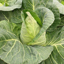 Xingyou Chunfeng Cabbage Seeds, 2g