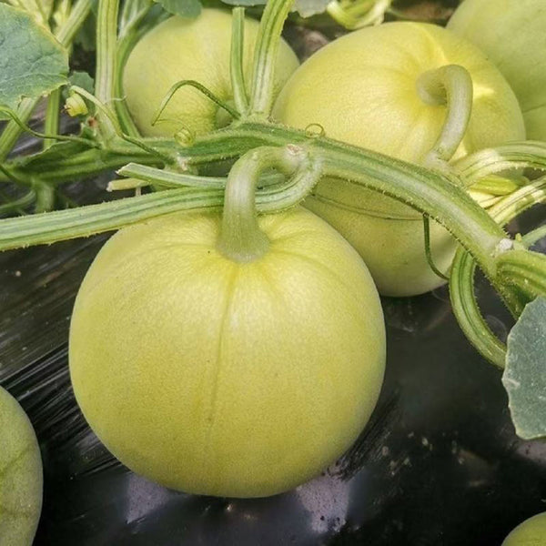 Sanjiang Tianbao Muskmelon Seeds, 5g