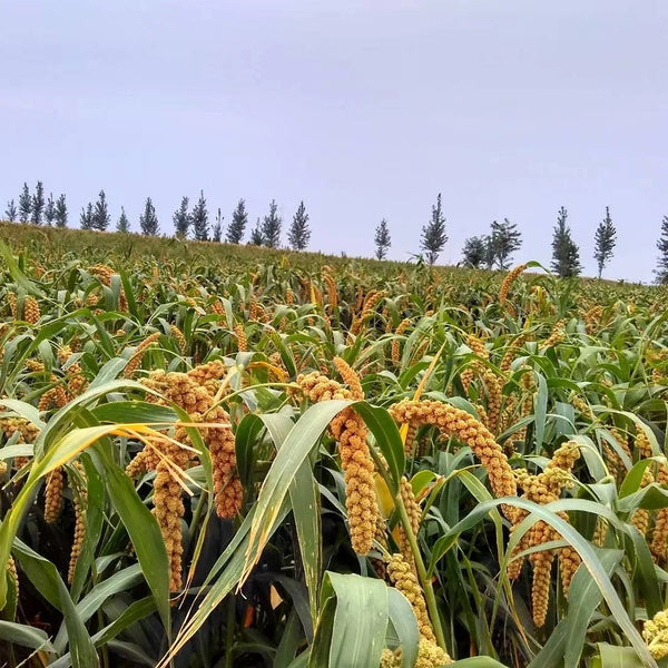 Jugu 36 Foxtail Millet Seeds, 150g
