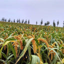 Jugu 36 Foxtail Millet Seeds, 150g
