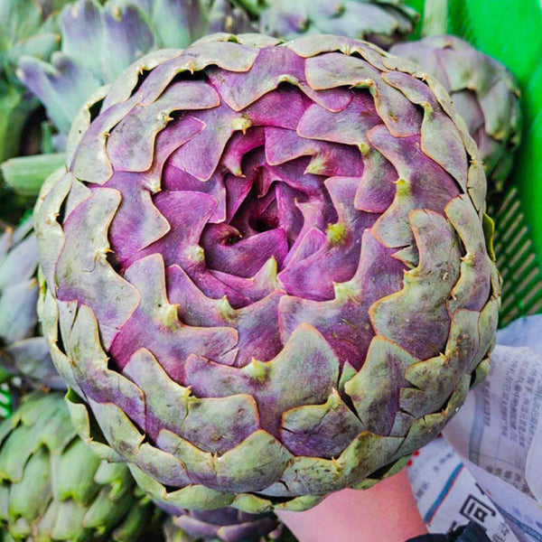 Artichoke, Purple