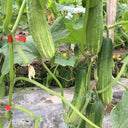 'Yanbai No.7' Long Green-and-white Cucumber Hybrid Seeds, 1g