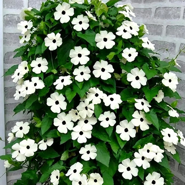 White Sunrise Black Eyed Susan Vine, 5 Seeds