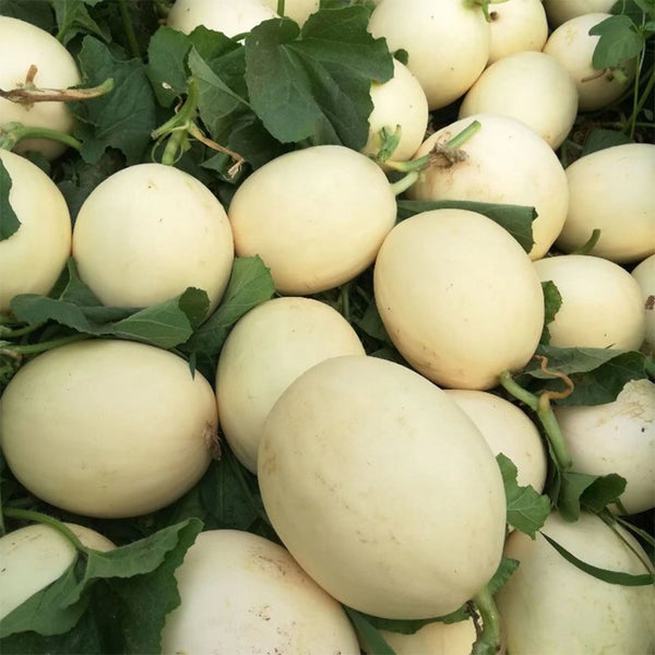 Haoyu Sweet Melon Seeds, 100 Seeds