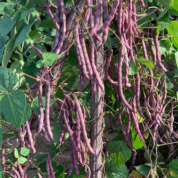 No.8 Red Pole Bean Seeds, 10g