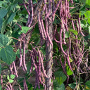 No.8 Red Pole Bean Seeds, 10g