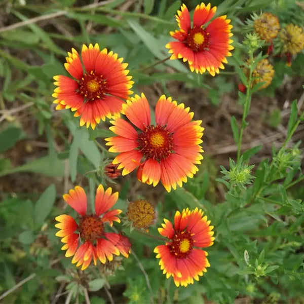 Perennial Gaillardia, 500 Seeds