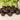 204 Amethyst Heart Tomato, 5 Seeds